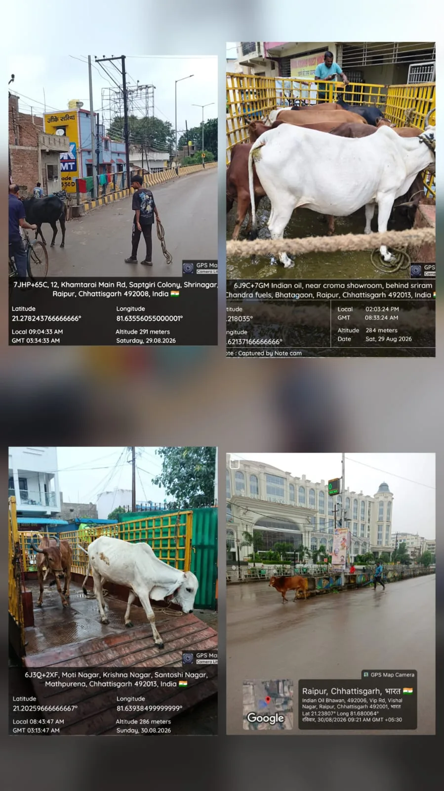Raipur Municipal Corporation is advising animal owners who leave their animals in the open and imposing fines as per the rules