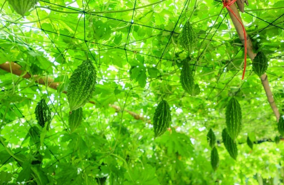  Farmer Narayan Prasad Verma’s fortunes brighten with advanced bitter gourd cultivation