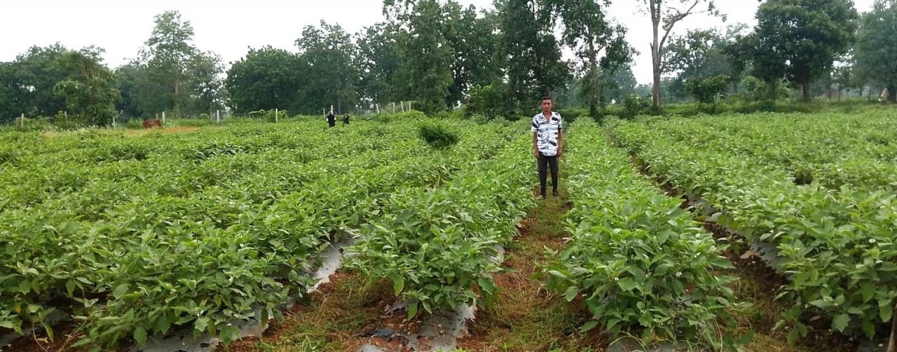 Cultivation of grafted brinjal increases income of farmer Gaurav of Guljhar