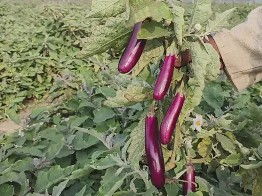 Bumper Harvest of Grafted Crops on Barren Land