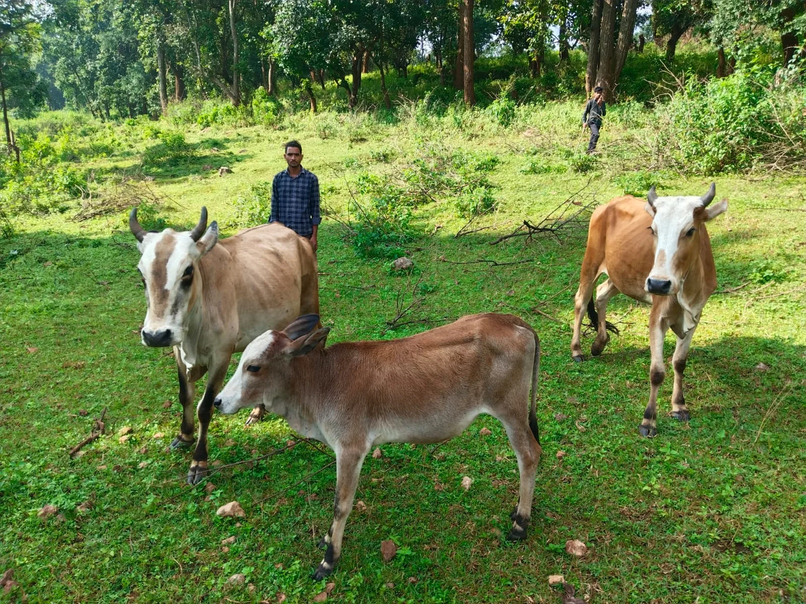 A Story of Empowerment: High-Yield Breed Cow Opens Path to Extra Income; Om Prakash from Sanna Becomes Self-Reliant