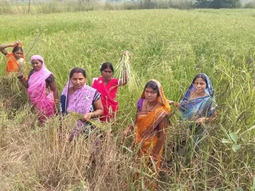 Steps Towards Self-Reliance Through Medicinal Vetiver (Khus) Cultivation