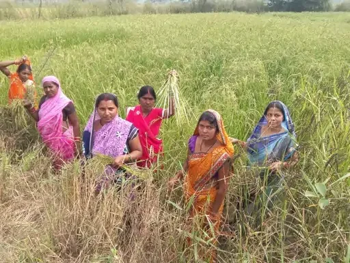Steps Towards Self-Reliance Through Medicinal Vetiver (Khus) Cultivation