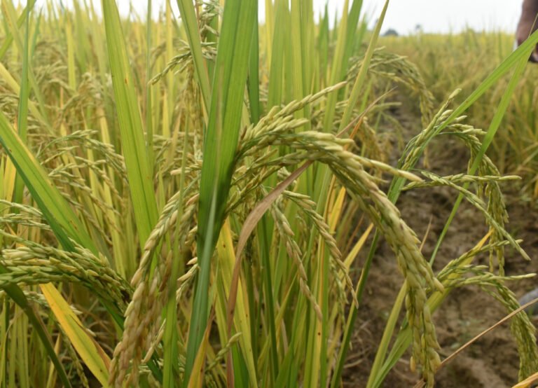  NIBSM and KVK will jointly create awareness among farmers under Khet Bachao Abhiyan