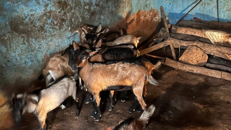 Savita Rajak’s dreams have been given wings by Bihan and Pradhan Mantri Mudra Yojana, she is earning Rs 10,000 per month from goat rearing.