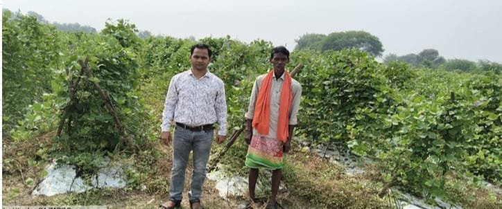 Farmers abandon traditional agriculture to become seed producers, income rises by 75 percent