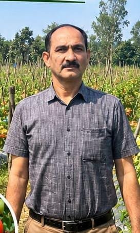 Shahid Reaps Rewards from Advanced Tomato Farming; Earns ₹1.20 Lakh from 2 Acres