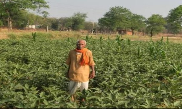 Moving beyond traditional paddy cultivation, Faguram adopted grafted brinjal farming, resulting in a profit increase of ₹20,000.