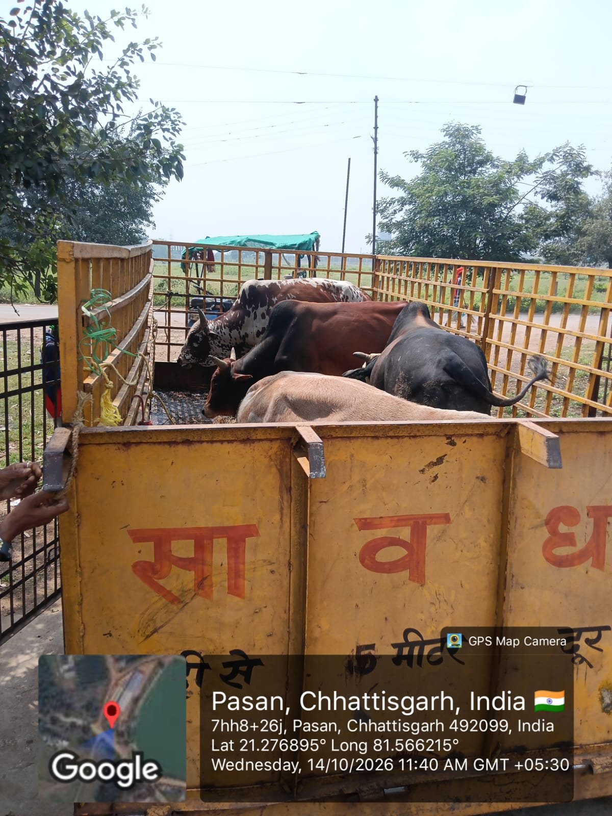 Stray Cattle Roundup on Major Roads in Raipur Municipal Corporation Zone 8