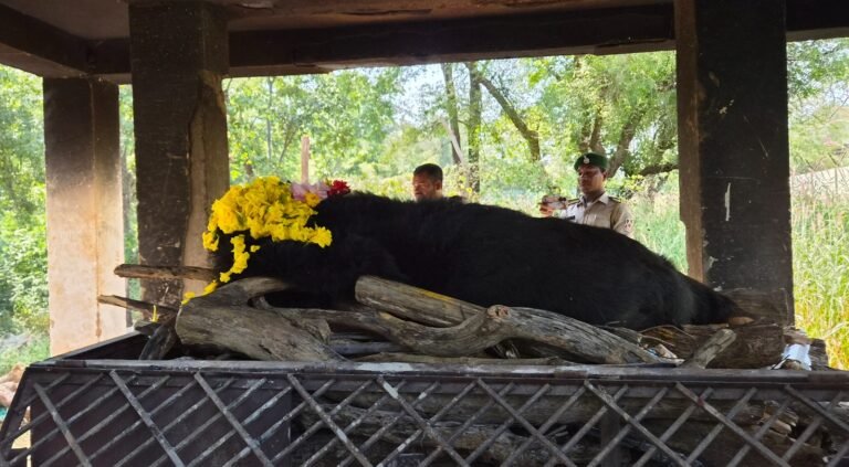 Death of 25-year-old female Himalayan bear ‘Phaphori’ at Nandanvan Zoo and Jungle Safari